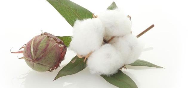 خرید آنلاین پنبه