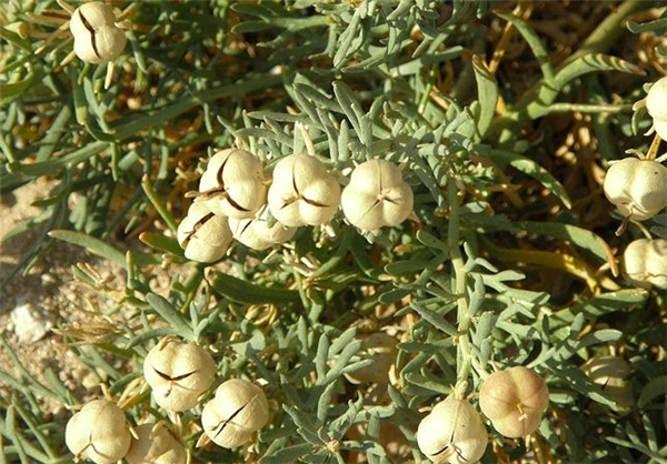 خرید عمده اسپند